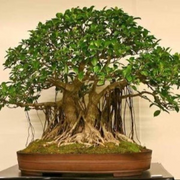 Plants & Nursery